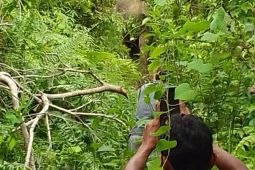 Gajah liar masuk pemukiman warga di Aceh