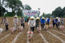 Pemkab Bungo Jambi dorong petani kembangkan tanaman jagung hibrida