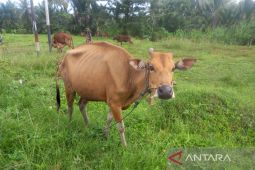Stok sapi potong di Bengkulu cukup memenuhi kebutuhan bulan Ramadhan
