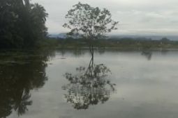 Banjir rendam 37 hektare sawah di Kecamatan Kalumpang