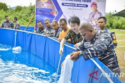Lantamal IX Ambon budidaya 112 ribu bibit udang vaname