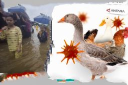 Kalsel kemarin, kasus flu burung hingga tanggap darurat bencana