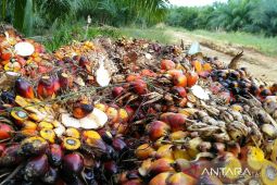 Harga TBS di Kaltim turun tipis jadi  Rp2.332 per kg