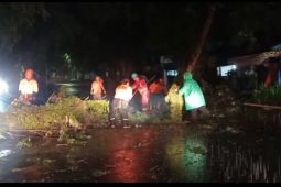 Pohon besar tumbang di Kota Bogor