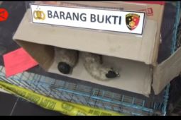 Polisi tangkap penjual satwa langka di Bogor