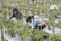 Pemkot Kediri intensif sosialisasi keamanan pangan ke petani