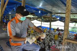 Babel perketat lalu lintas unggas cegah flu burung