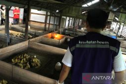 Pencegahan Penularan Virus Flu Burung Di Kalsel