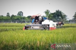 Dinas Pertanian Tapin: Wajar harga beras naik, ongkos produksi mahal