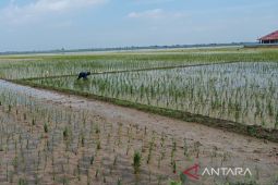 Dinas Pertanian Cirebon proses bantuan benih bagi petani terdampak banjir