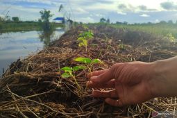 Petani cabai rawit hiyung di Tapin menanti PT Heinz ABC Indonesia
