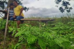Sambal ABC varian cabai hiyung baru konsep