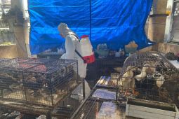 Distan Denpasar gencarkan KIE dan biosekuriti tangkal flu burung