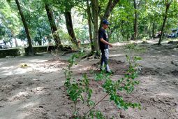 Pemkot Mataram melakukan peremajaan Hutan Kota Udayana