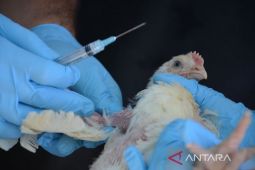 Menkes RI: flu burung menyerang manusia di Kalsel butuh bukti saintifik