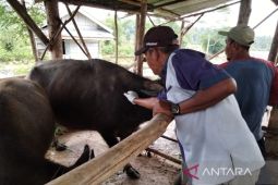 Distankan Rejang Lebong gelar vaksinasi PMK massal