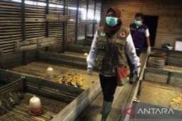 Berita kemarin, penanganan flu burung hingga banjir di Kalsel