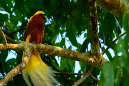 Birdwatching Rhepang Muaif di Kabupaten Jayapura masuk ICCA