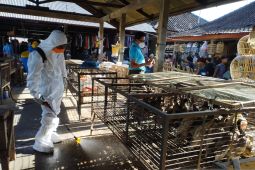 Dinas Pertanian dan Pangan Badung cegah penyebaran flu burung