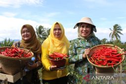 Maksimalkan lahan tidur, Pemkab Serang jadikan Pabuaran sentra cabe merah