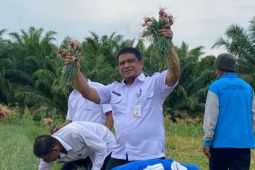 DTPH Paser targetkan hasil panen bawang merah 130 ton