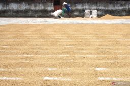 BPS: Harga gabah kering panen menguat 2,40 persen