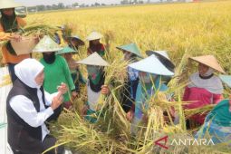 Jatim panen raya padi varietas inpari