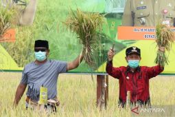 Kalsel panen raya padi IP 200 di Tapin