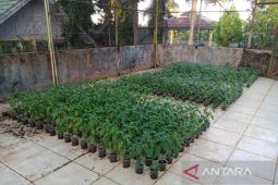 Kotabaru distributes chili seeds to stem inflation