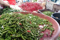 Jelang Ramadhan harga cabai di Medan turun