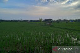 Sebanyak 60 ribu petani di Bengkulu terima kartu tani
