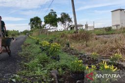 Saripudin inspirasi warga Sungai Limau tanam cabai