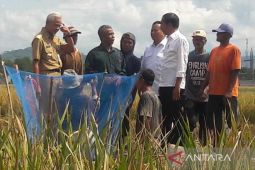 Presiden Joko Widodo minta harga beras wajar