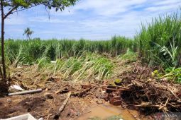 Pemkab Situbondo beri kompensasi kerusakan pertanian akibat banjir
