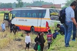 Hindari tabrakan bus terperosok ke sawah di Kediri