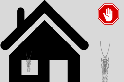 Tips meminimalkan risiko menghadapi serangan rayap di rumah anda