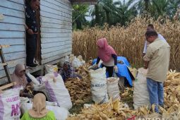 Aceh Jaya surplus produksi jagung, capai 14.513 ton selama 2022