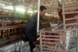 Sumedang perketat masuknya unggas dari luar daerah cegah flu burung