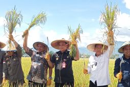 Pemprov Sulteng: Peran petani strategis tingkatkan ekonomi daerah