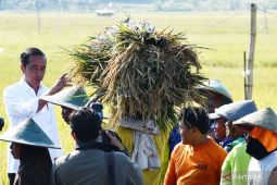 Panen raya dan harga beras wajar