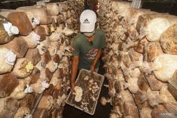 Dinas ESDM dorong petani jamur di NTB jadi mitra serbuk gergaji