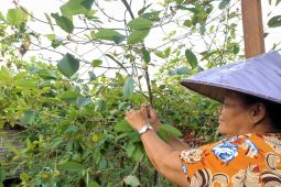 Gubernur Kalbar harapkan tidak ada larangan kratom untuk ekonomi masyarakat