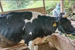 Sapi terdampak wabah LSD di Trenggalek bertambah