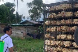 Disbunak Paser perketat daerah perbatasan Kaltim cegah Flu Burung