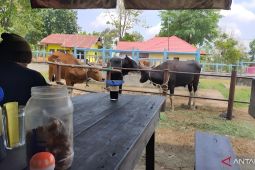 Pasar ternak Muara Bulian akan kembali dibuka