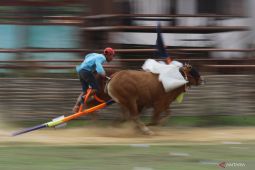 Pemkab Sumenep lestarikan budaya karapan sapi di Madura