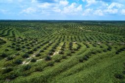 Program kemitraan PSR  efektif tingkatkan produktivitas