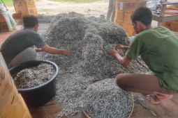 Produksi ikan teri di Aceh Jaya capai 35 ton per tahun