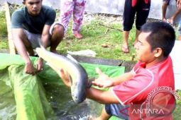 DKP Abdya usulkan kampung perikanan budidaya berbasis kearifan lokal ke KKP