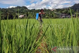 Solusi krisis pangan di balik kekhawatiran Tambang Emas Martabe